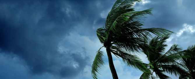 Palm trees in a hurricane