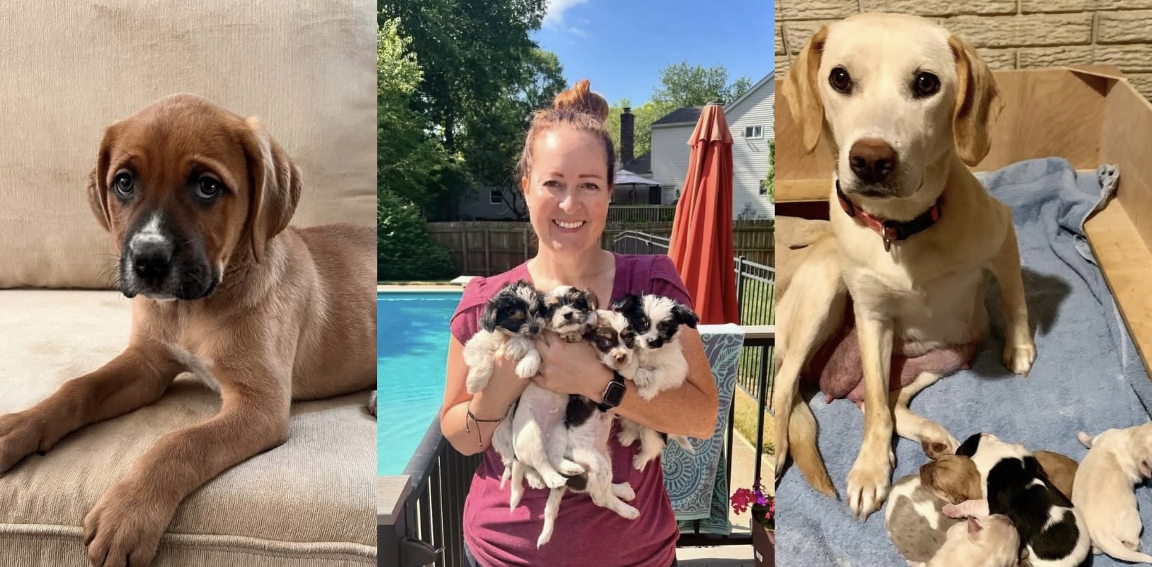 This REMAX Agent Has Helped Nearly 400 Rescue Puppies Find Homes